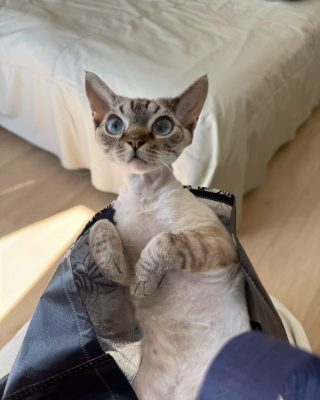 A Devon Rex cat sitting inside a tote bag with both front paws hooked over the edge.