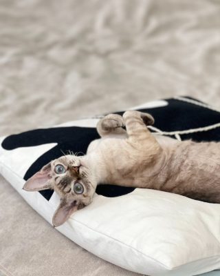 A Devon Rex cat lying upside down across a cushion with her paws in the air.