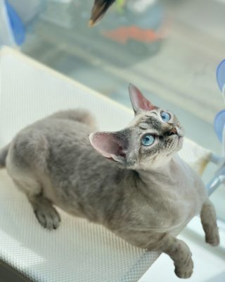 A Devon Rex cat stretched out on a window hammock, head tipped back.