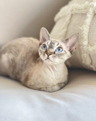 A Devon Rex cat sitting in a compact loaf on a sofa cushion, looking up at the camera.